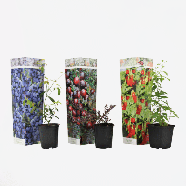 Superfruit - 3 Arbres fruitiers - Myrtille, Canneberge, Goji