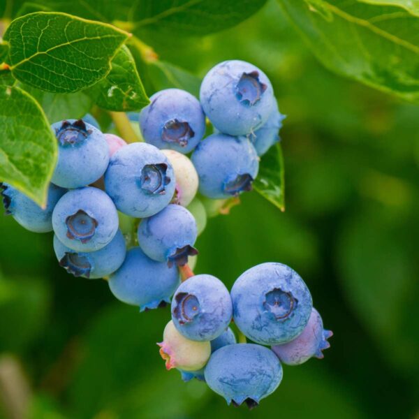 Superfruit - 3 Arbres fruitiers - Myrtille, Canneberge, Goji – Image 4