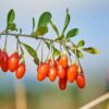 Superfruit - 3 Arbres fruitiers - Myrtille, Canneberge, Goji – Image 6