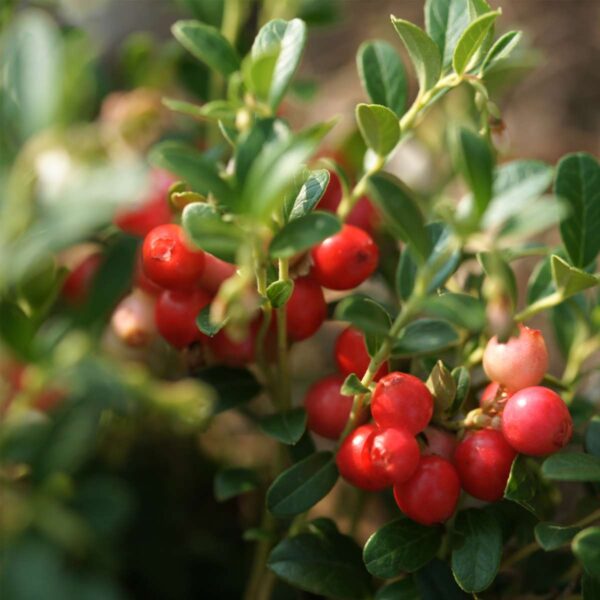Superfruit - 3 Arbres fruitiers - Myrtille, Canneberge, Goji – Image 9