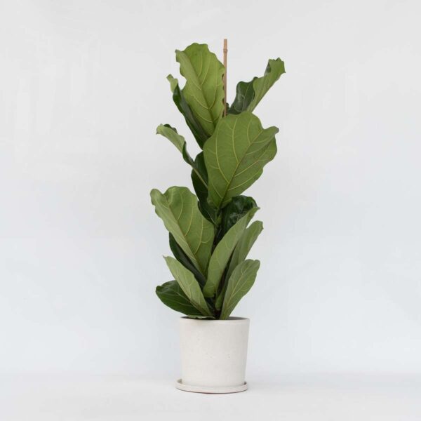 Ficus Lyrata - Figuier