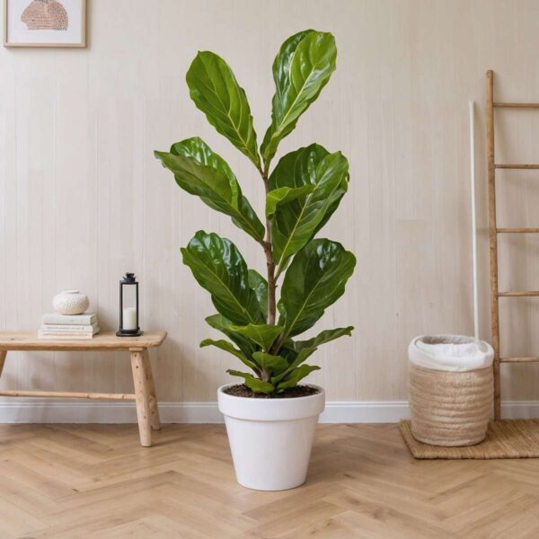 Ficus Lyrata - Figuier – Image 2