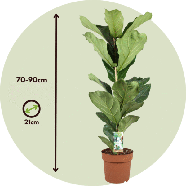 Ficus Lyrata - Figuier – Image 3