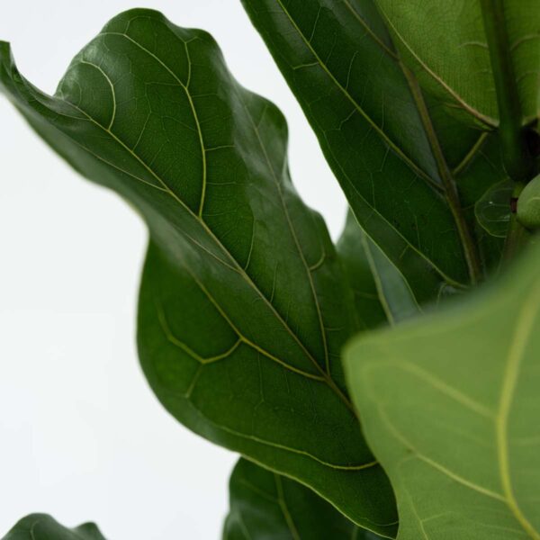 Ficus Lyrata - Figuier – Image 4