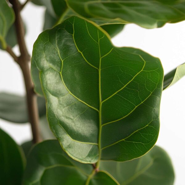 Ficus Lyrata - Figuier – Image 5