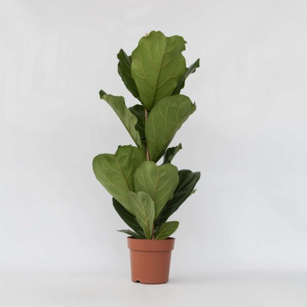 Ficus Lyrata - Figuier – Image 6