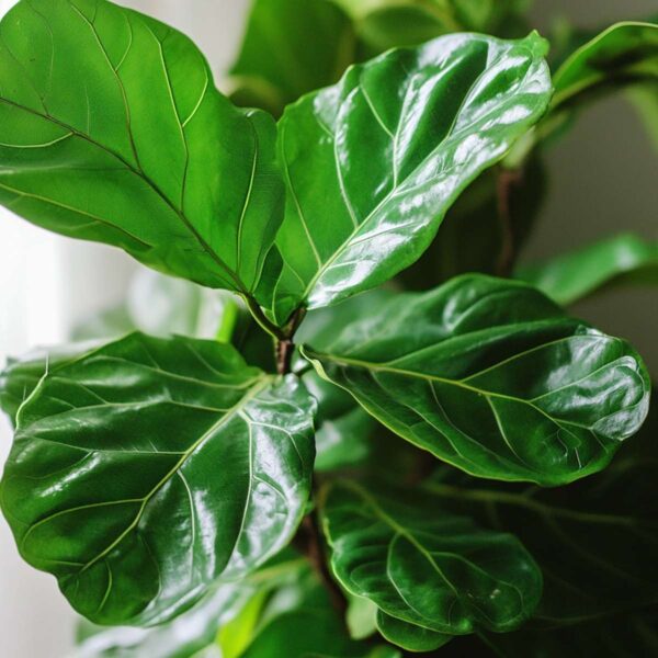 Ficus Lyrata - Figuier – Image 7