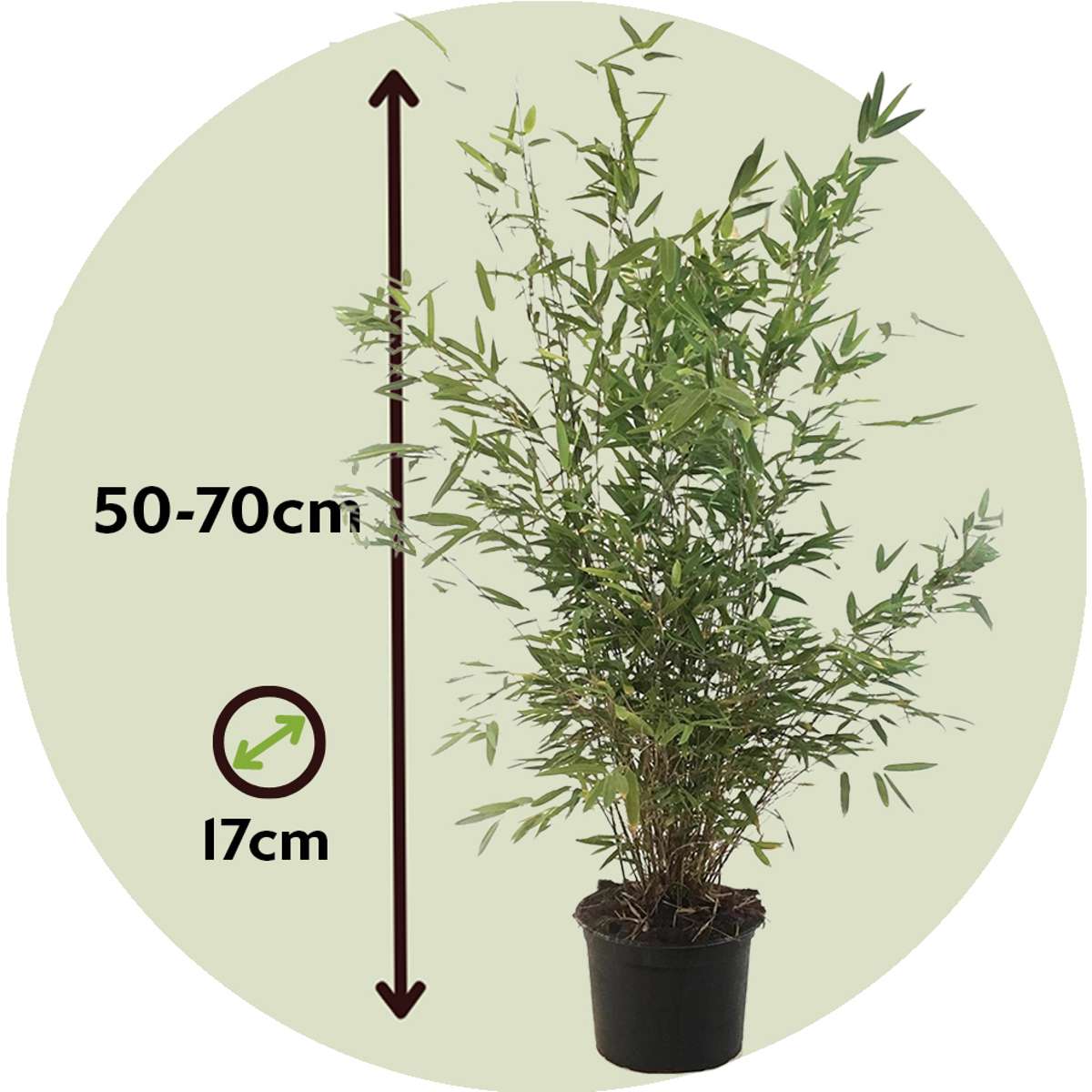 Fargesia Gansu - Set de 2 - Bambou – Image 3