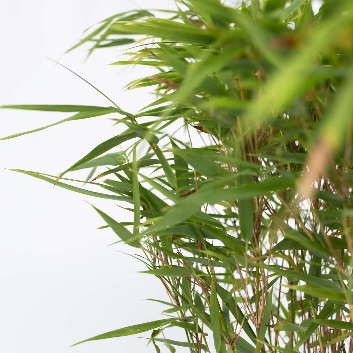 Fargesia Gansu - Set de 2 - Bambou – Image 4