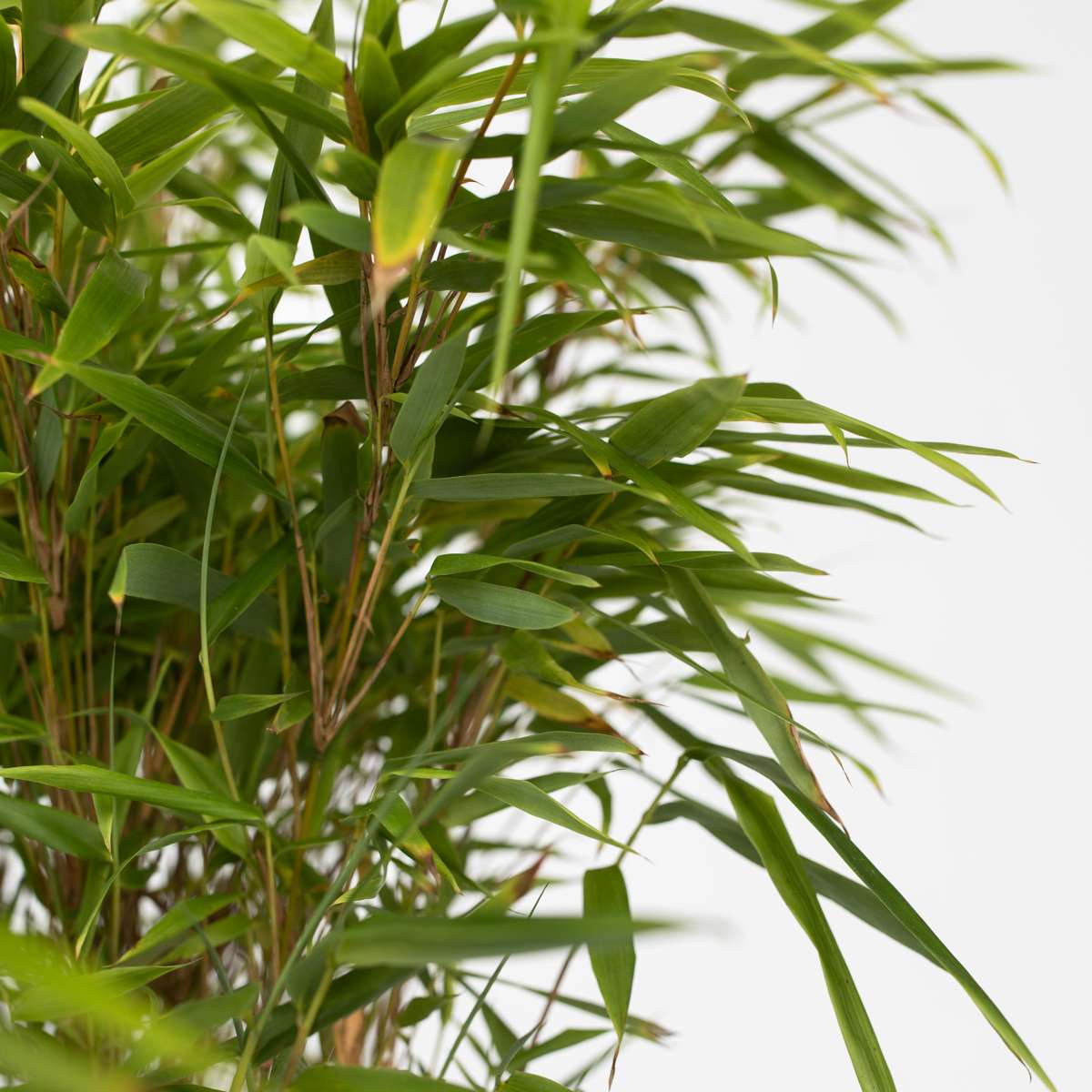 Fargesia Gansu - Set de 2 - Bambou – Image 5