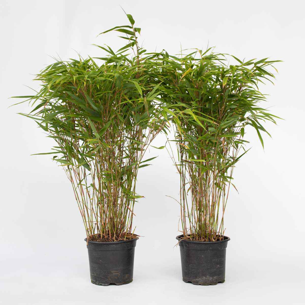 Fargesia Gansu - Set de 2 - Bambou – Image 6