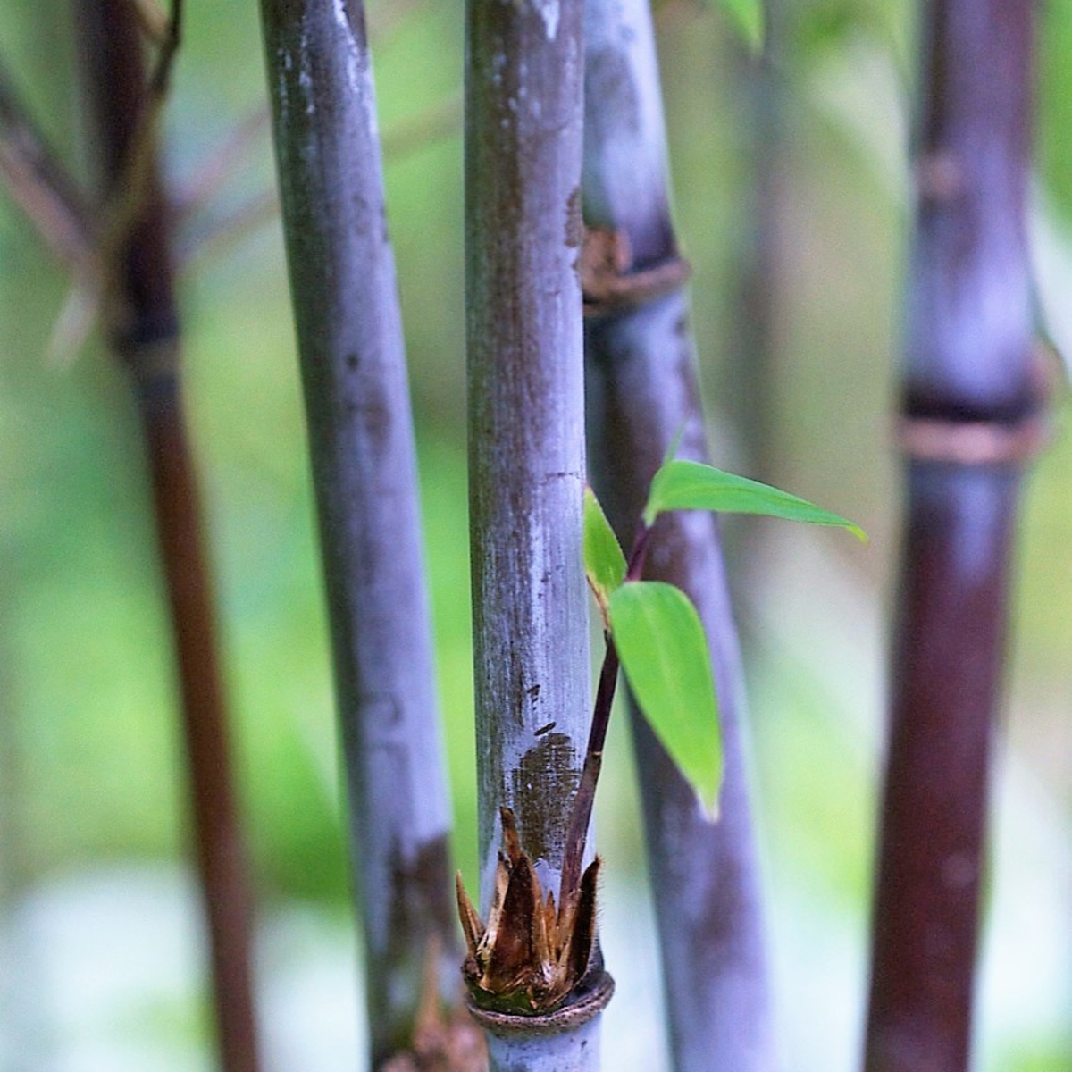 Fargesia Gansu - Set de 2 - Bambou – Image 7