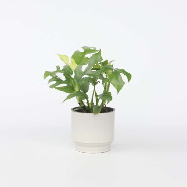 Rhaphidophora Tetrasperma - Monstera Minima
