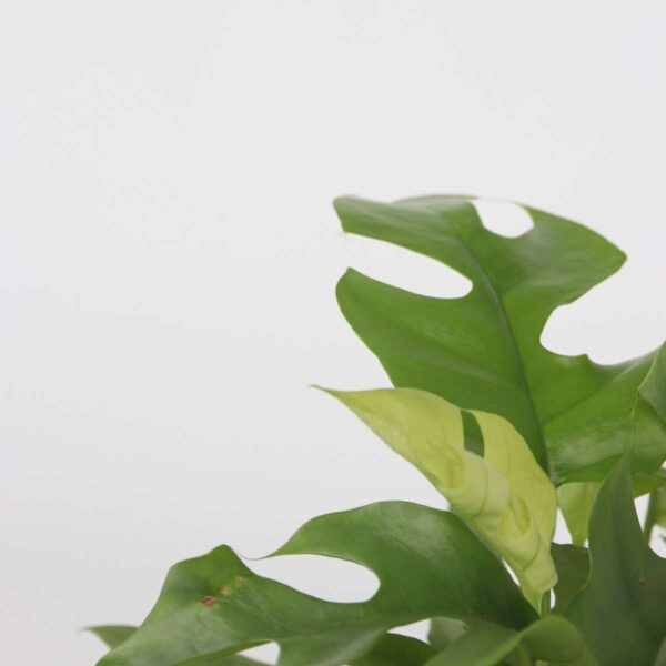 Rhaphidophora Tetrasperma - Monstera Minima – Image 4