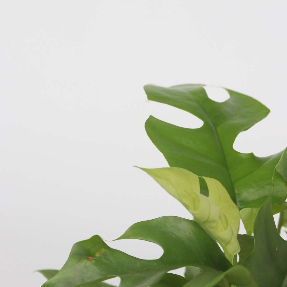 Rhaphidophora Tetrasperma - Monstera Minima – Image 4