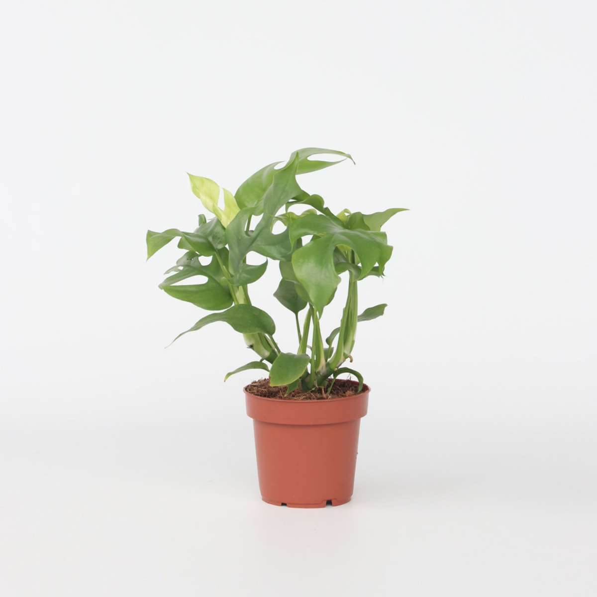 Rhaphidophora Tetrasperma - Monstera Minima – Image 7