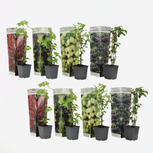 Bessenmix - Mix Van 8 - Bessenplanten