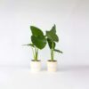 Alocasia 'Odora' - Set de 2 - Oreilles d'éléphants