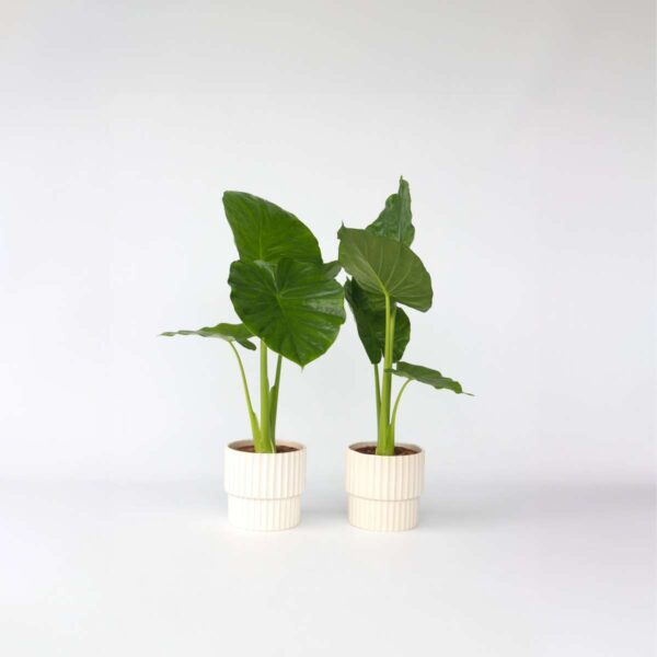Alocasia 'Odora' - Set de 2 - Oreilles d'éléphants