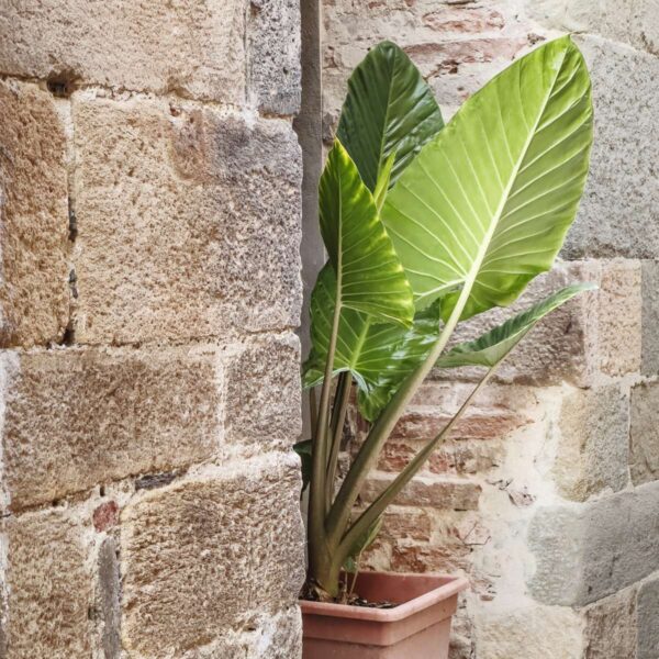 Alocasia 'Odora' - Set de 2 - Oreilles d'éléphants – Image 2