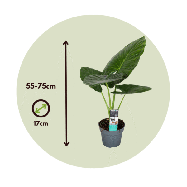 Alocasia 'Odora' - Set de 2 - Oreilles d'éléphants – Image 3