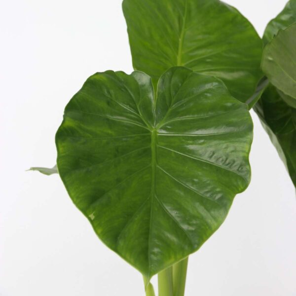 Alocasia 'Odora' - Set de 2 - Oreilles d'éléphants – Image 4