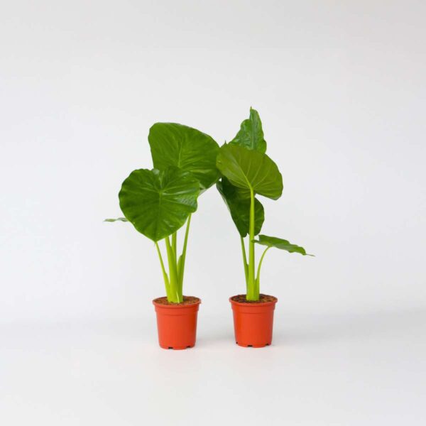 Alocasia 'Odora' - Set de 2 - Oreilles d'éléphants – Image 5