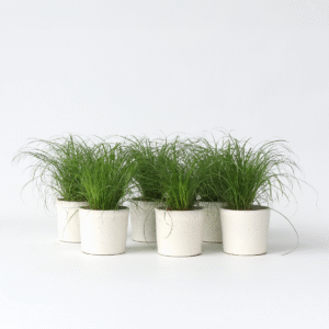 Cyperus - Set de 6