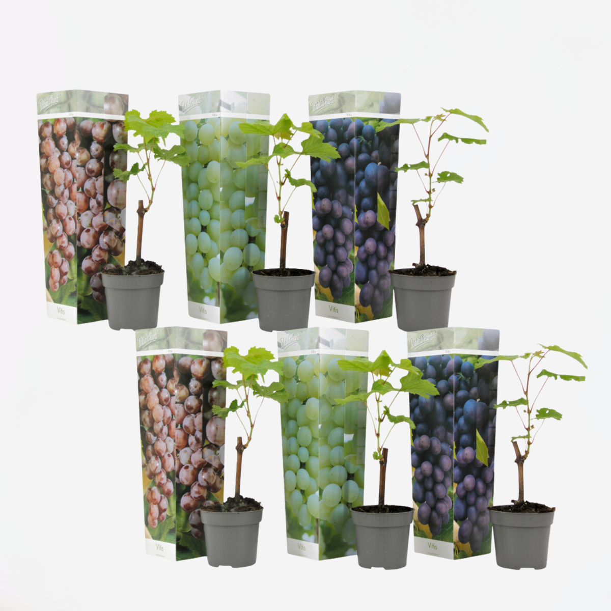 Druivenplanten – Mix Van 6 – Vitis Vinifera