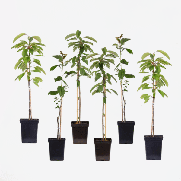 Appelbomen - Set Van 6 - Braeburn, Golden Delicious, Gala