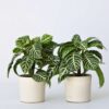 Aphelandra - Set de 2 - Plante zèbre