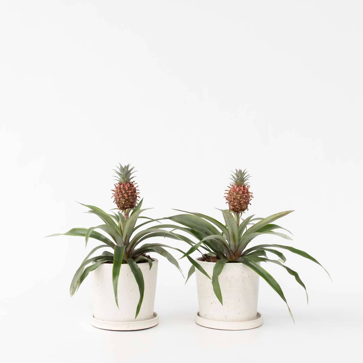 Plant d'ananas 'Mi Amigo' - Set de 2