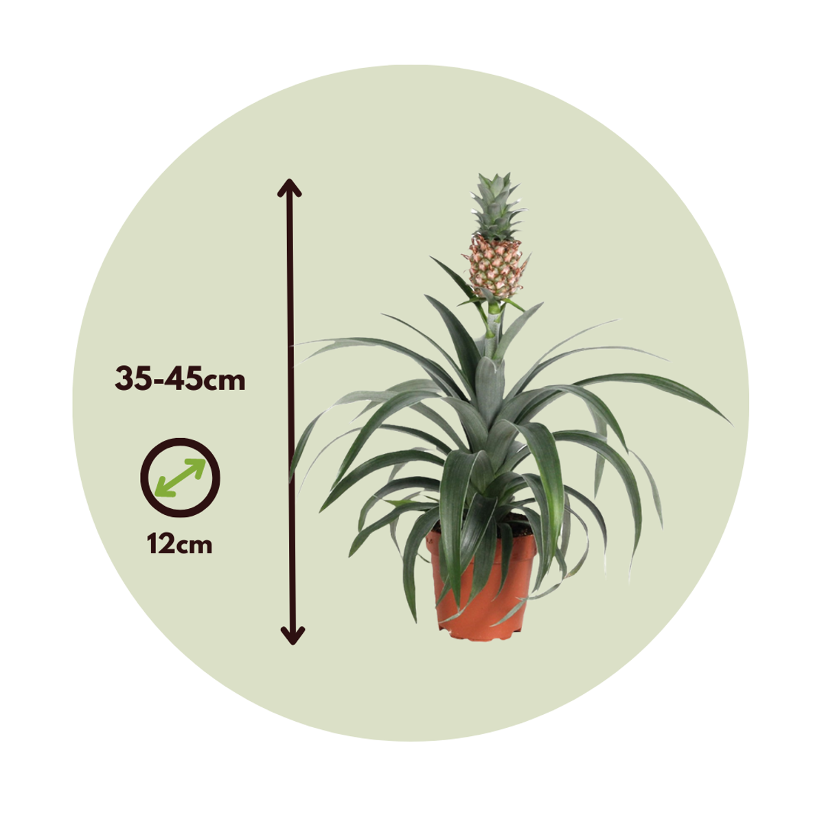 Plant d'ananas 'Mi Amigo' - Set de 2 – Image 3