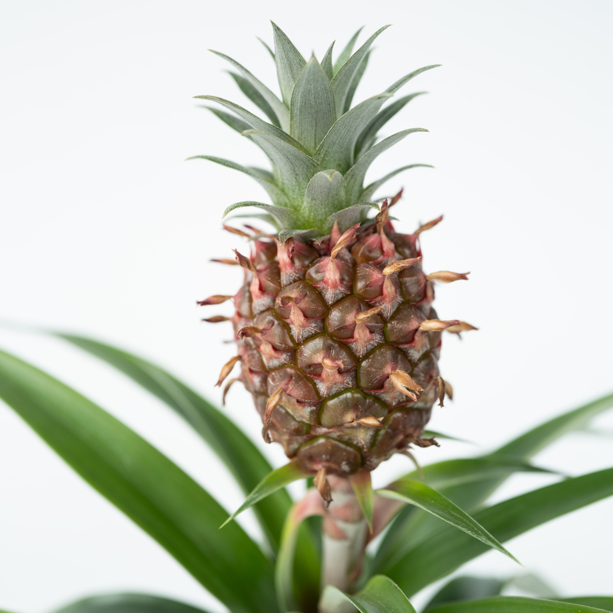 Plant d'ananas 'Mi Amigo' - Set de 2 – Image 4