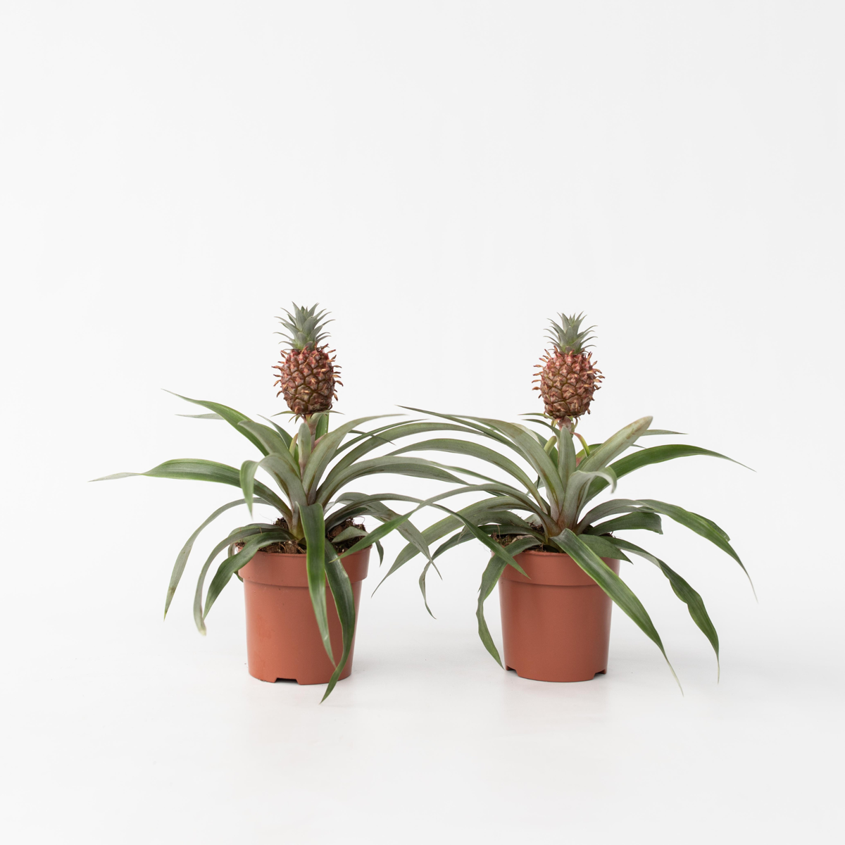 Plant d'ananas 'Mi Amigo' - Set de 2 – Image 5