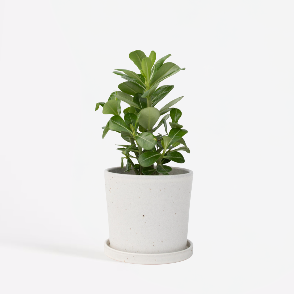 Adenium Obesum – rose du désert