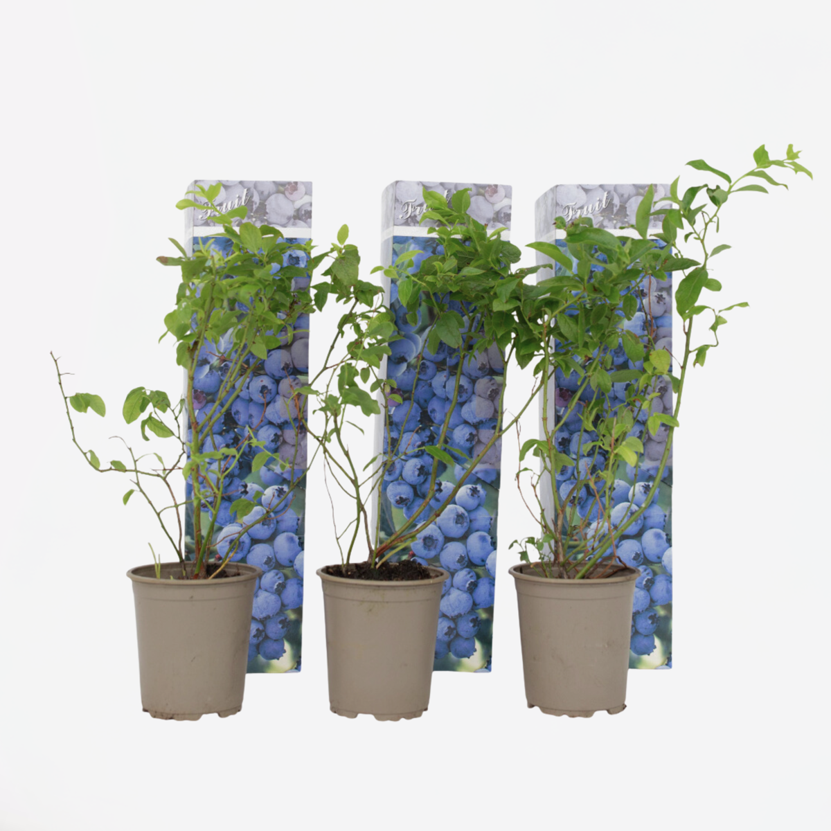 Blauwe Bes – Set Van 3 – Bessenplant
