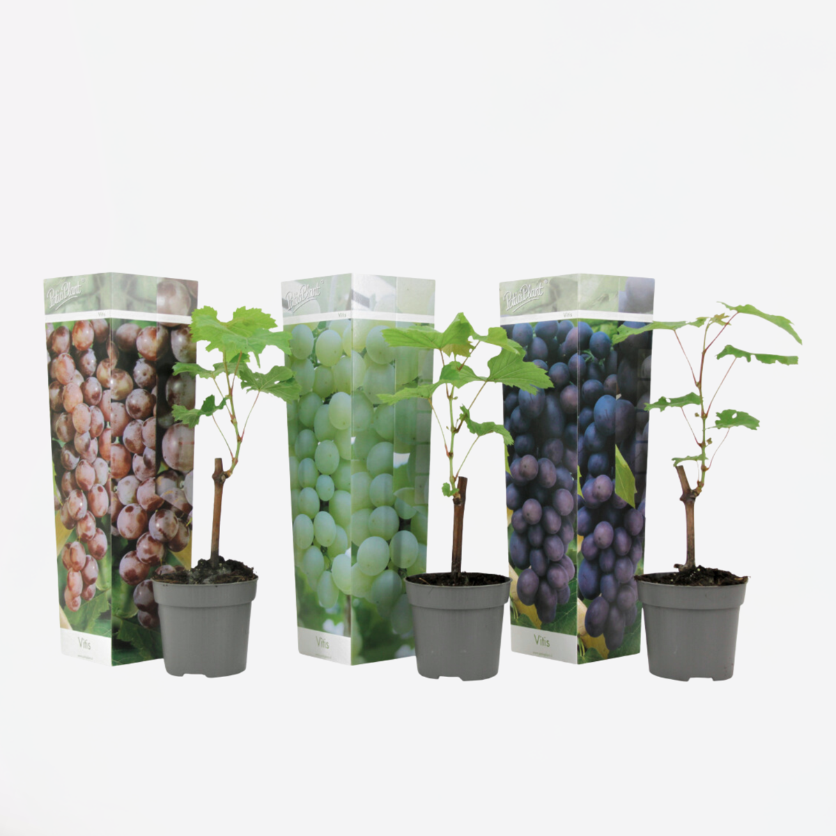 Druivenplanten – Mix Van 3 – Vitis Vinifera