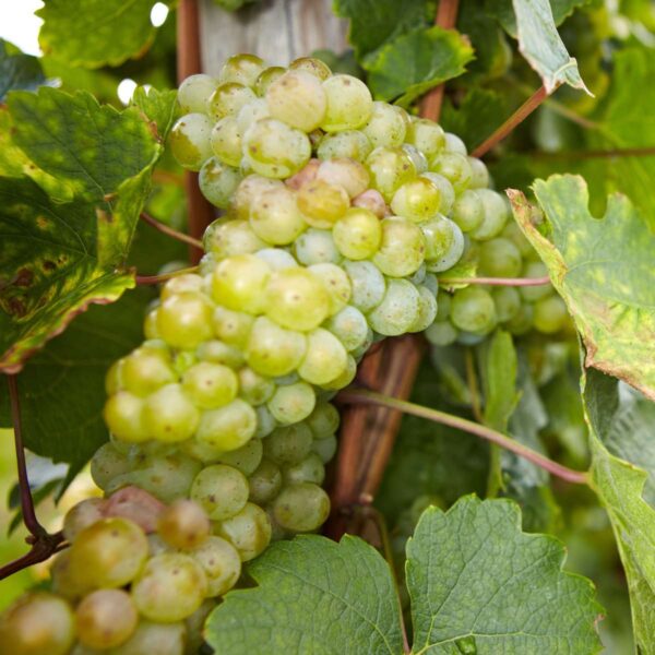 Druivenplanten - Mix Van 3 - Vitis Vinifera – Image 4