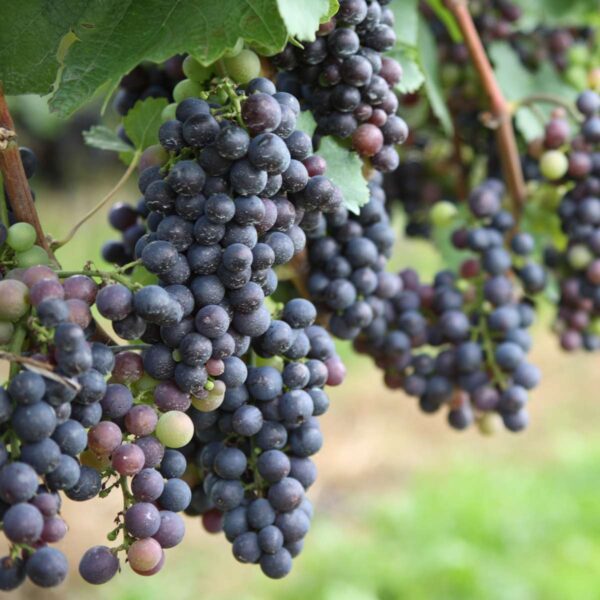 Druivenplanten - Mix Van 3 - Vitis Vinifera – Image 5
