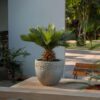 Cycas Revoluta - Set de 4 - Palmier fougère – Image 2