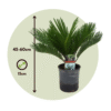 Cycas Revoluta - Set de 4 - Palmier fougère – Image 3