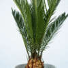 Cycas Revoluta - Set de 4 - Palmier fougère – Image 4