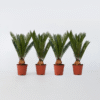 Cycas Revoluta - Set de 4 - Palmier fougère – Image 5