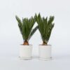 Cycas Revoluta - Set de 2 - Palmier fougère