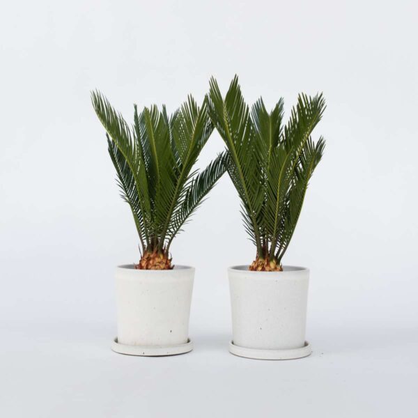 Cycas Revoluta - Set de 2 - Palmier fougère