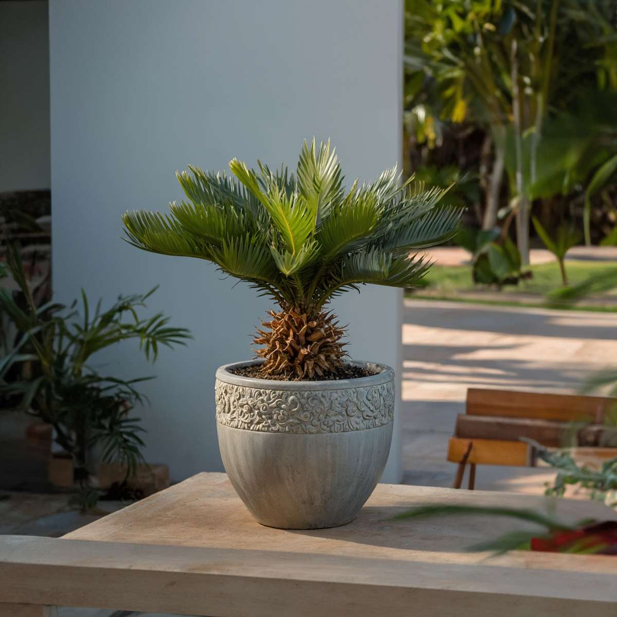 Cycas Revoluta - Set de 2 - Palmier fougère – Image 2