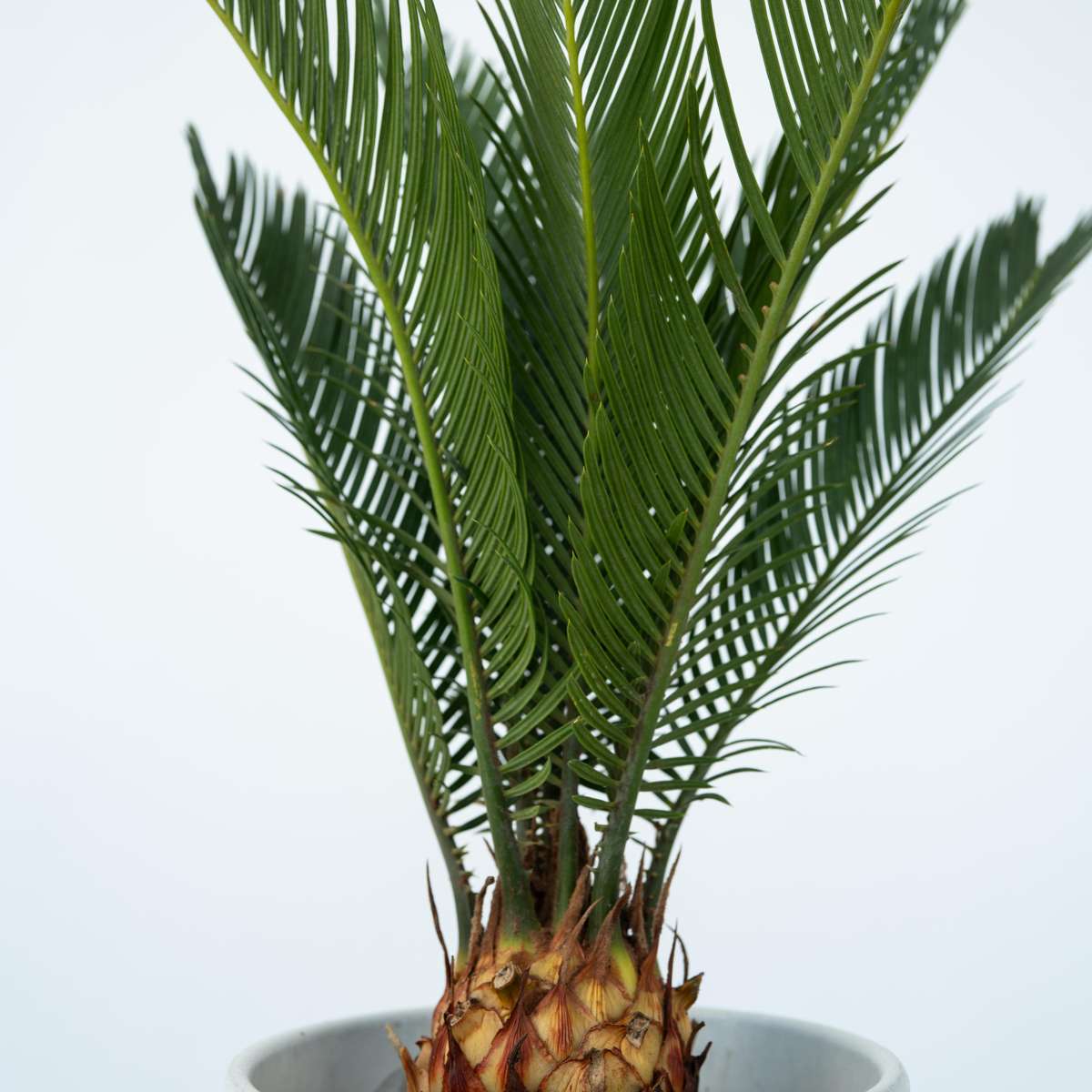 Cycas Revoluta - Set de 2 - Palmier fougère – Image 4