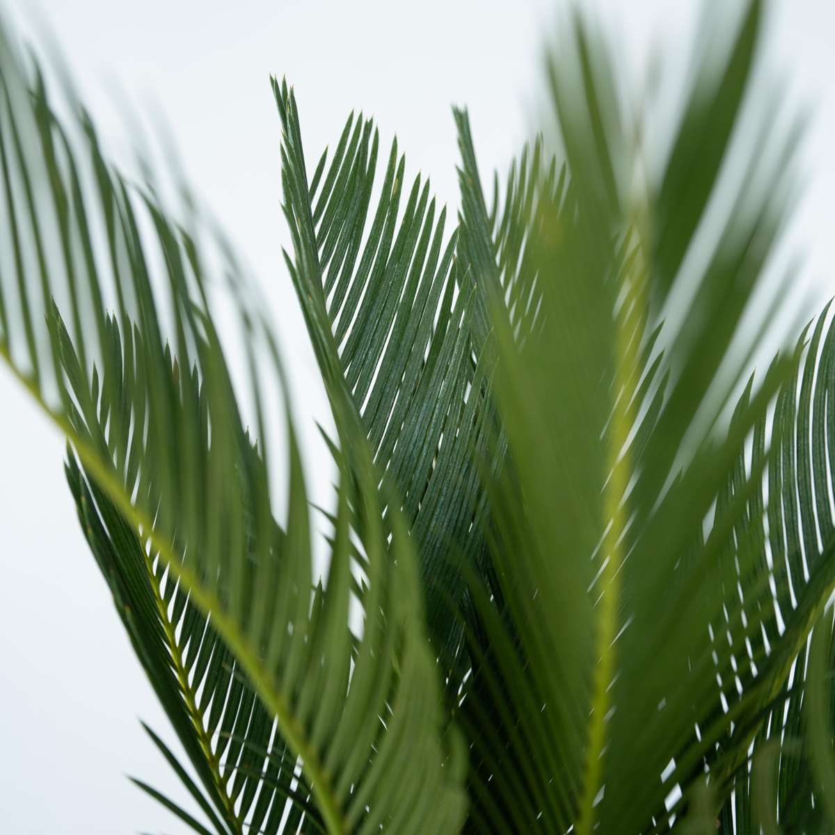 Cycas Revoluta - Set de 2 - Palmier fougère – Image 5