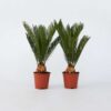 Cycas Revoluta - Set de 2 - Palmier fougère – Image 6